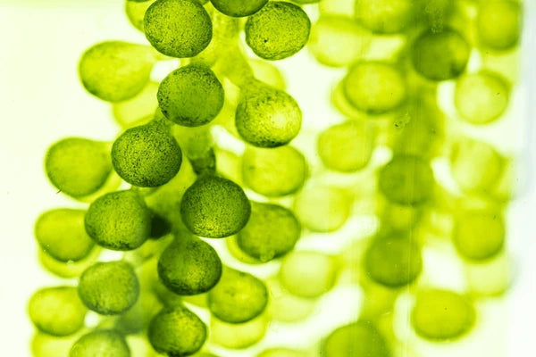 macro-microscope-closeup-shot-green-600nw-2253933443.webp